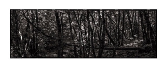 FALLEN TREES 02